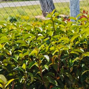 Лавровишна Новита