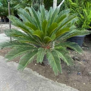 Палма Кралски Цикас