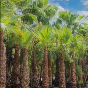 Студоустойчива Китайска Конопена Палма Трахикарпус