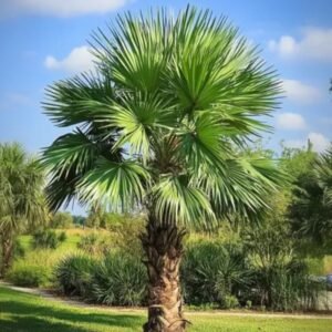 Палма Вашингтон