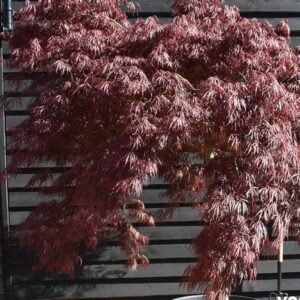 acer garnet