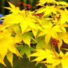 acer palmatum summer gold 1