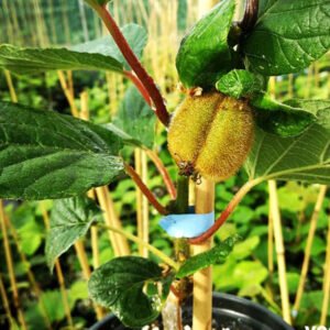 actinidia deliciosa hayward 1