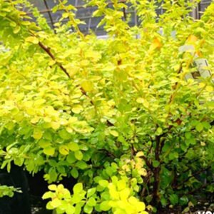 berberis bonanza gold 1