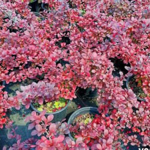 berberis thunb bagatelle 1