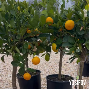 calamondin citrofortunella mitis