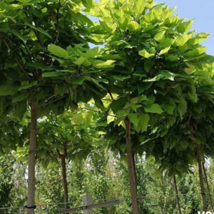 catalpa 1