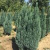 chamecyparis lawsonia ellwoodii 1