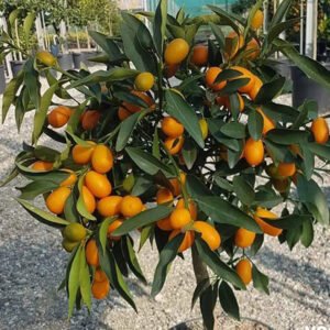 citrus japonica 1