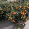 citrus japonica 2