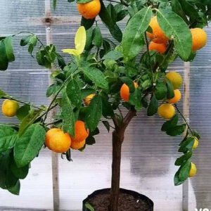 citrus reticulata 1