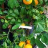 citrus reticulata 2