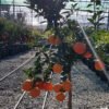 citrus reticulata 3