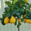 citrus x limon 1