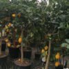citrus x limon 2