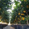 citrus x limon 3