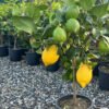 citrus x limon 4
