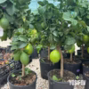 citrus x limon 6