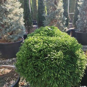 cryptomeria globosa 1