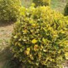 euonymus emerald gold 1
