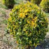 euonymus emerald gold 3