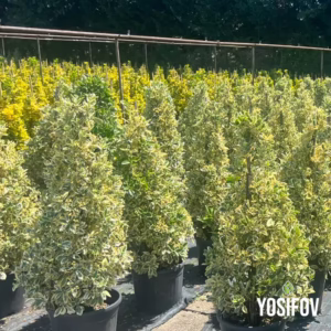 euonymus japonicus bravo