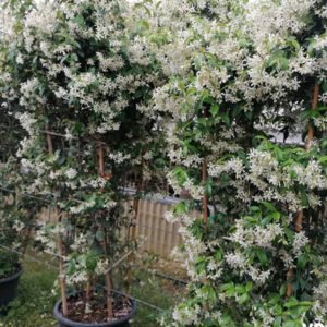 jasminum officinale 1