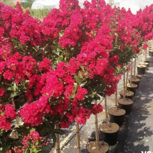 lagerstroemia indica 1