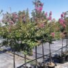 lagerstroemia indica 6
