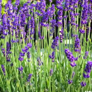 lavandula hidcote