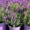 lavandula stoechas 1