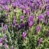 lavandula stoechas 2