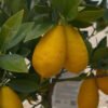 limonella limequat 1