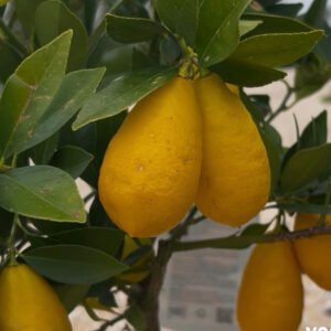 limonella limequat 1