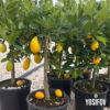 limonella limequat 3