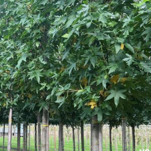 liquidambar