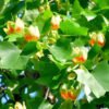 liriodendron 2