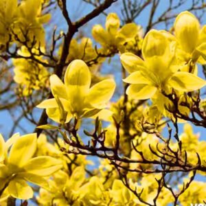magnolia butterflies