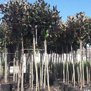 magnolia grandiflora 1