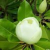 magnolia grandiflora 2