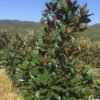 magnolia grandiflora 4