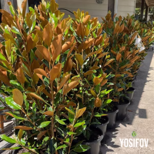 magnolia grandiflora little gem