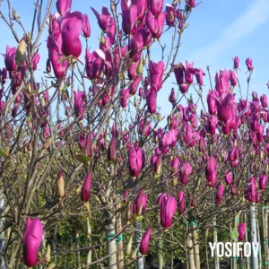 magnolia liliiflora nigra