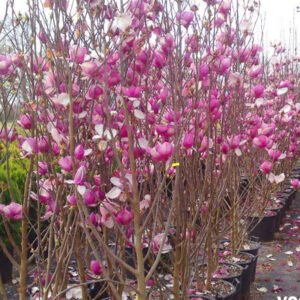 magnolia soulangeana 1