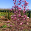 magnolia soulangeana 2