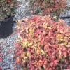 nandina blush pink 1