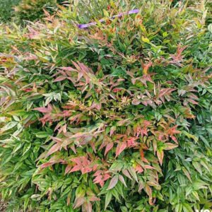 nandina domestica 1