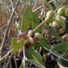 olea auropaea 2