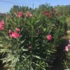 oleander 1