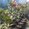 oleander 3